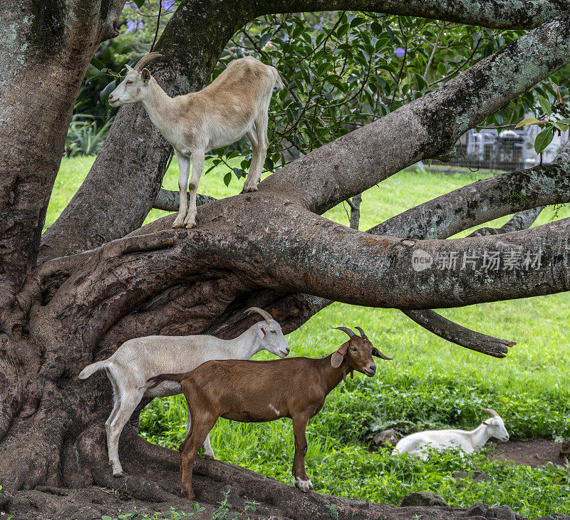 挤奶的山羊占据了树上的观察点。
