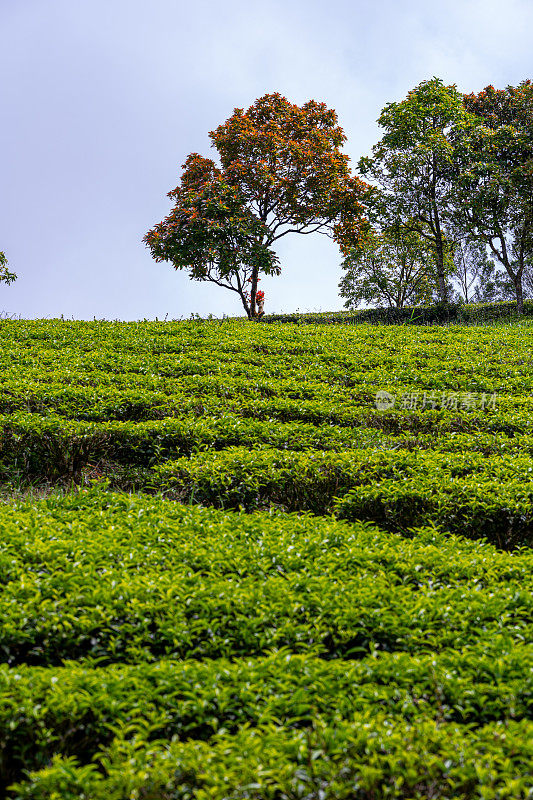 清晨美丽的风景，在大叻市，林东省。风吹茶山上，晨景山坡上茶树下