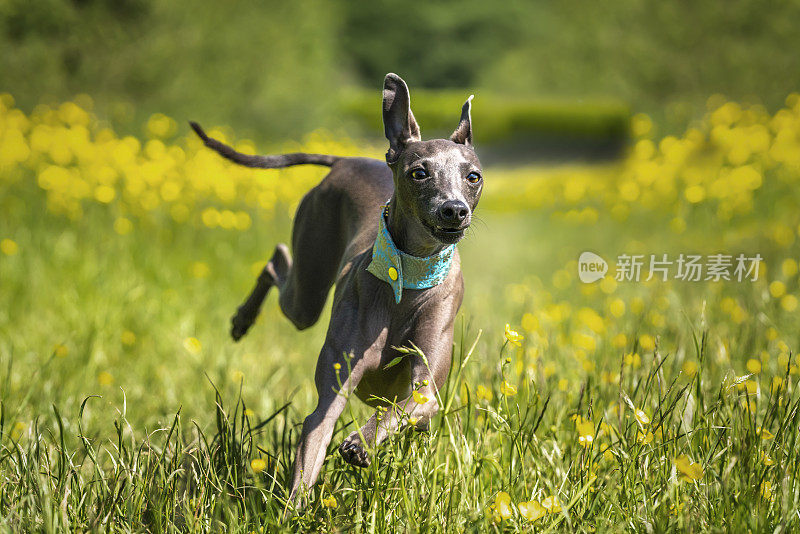 意大利灰狗——在草地上从左到右奔跑