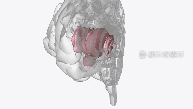 人类的大脑基本上是对称的，从中间分开:右脑半球接收来自左脑的感觉输入并指导左脑的运动