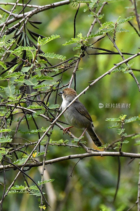 卡拉瑟斯的Cisticola