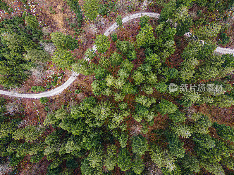 碎石路穿过云杉森林