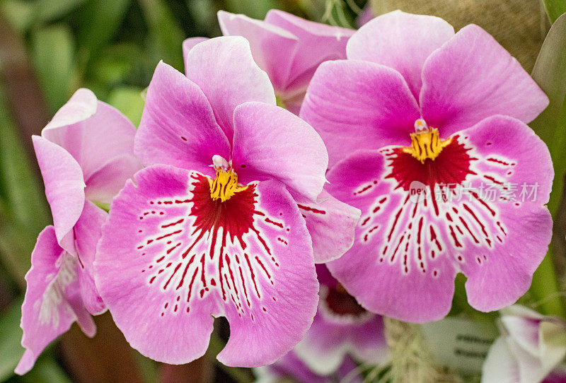 英国伦敦的Miltoniopsis“三色兰花”