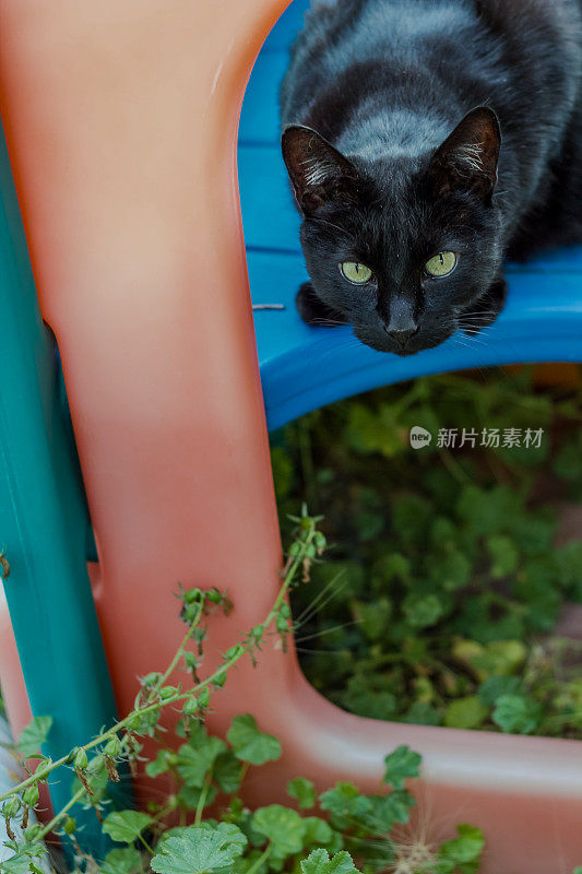 一只黑猫蹲在一个五颜六色的游乐设施里。