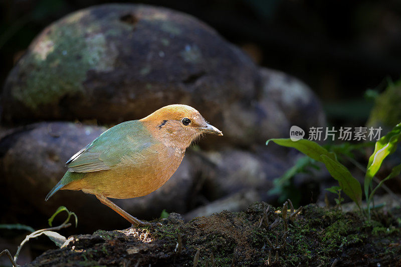 皮塔饼oatesi