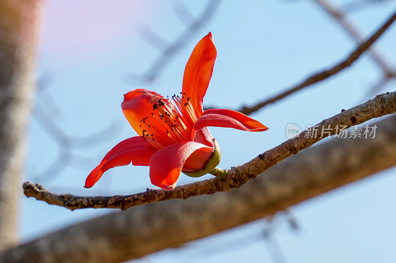 红棉是多年生植物。枝头开满了花。