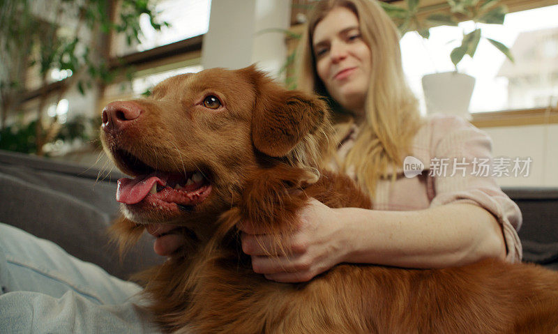 一位女士和心爱的宠物狗新斯科舍省鸭鸣猎犬一起躺在沙发上，愉快地抚摸着它