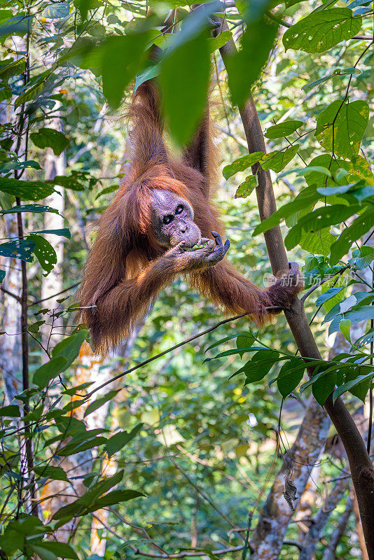 幼年苏门答腊猩猩，在树上