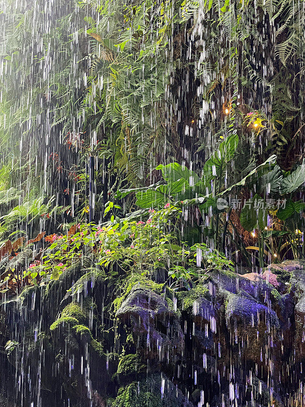 热带花园的降雨特写，人造池塘底部的聚光灯，热带棕榈树，蕨类植物，热带观赏植物的叶子，覆盖着苔藓的岩石，前景的焦点