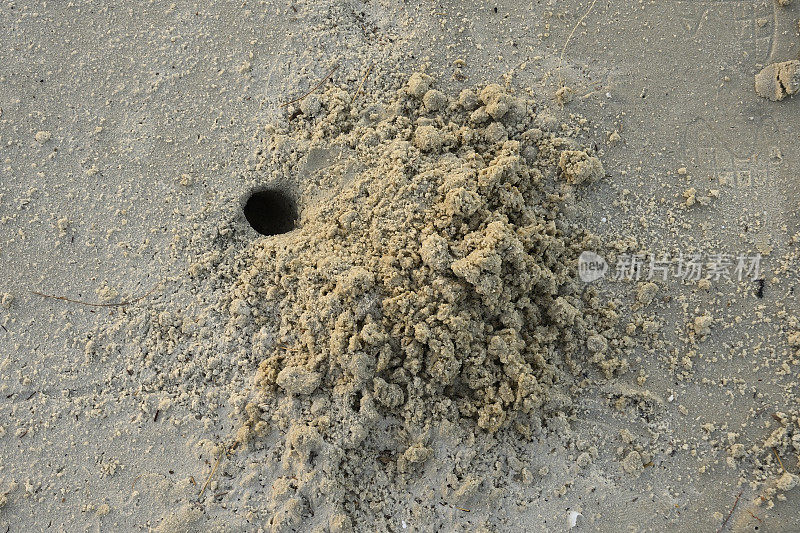 非洲海滩上的热带螃蟹在沙子下奔跑和挖洞