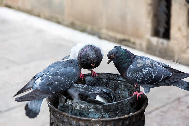 鸽子在垃圾桶里搜寻食物