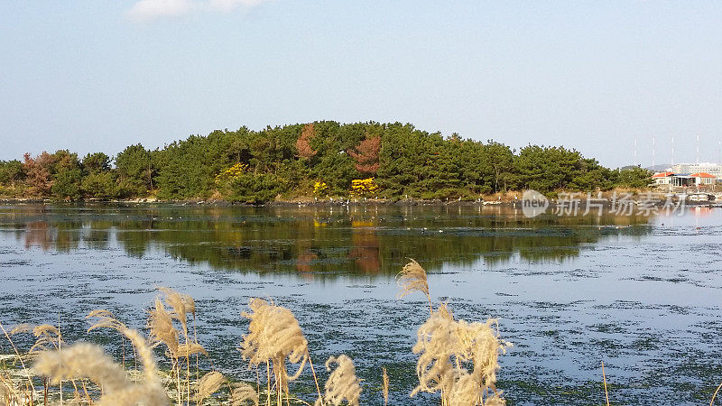 济州岛的秋天