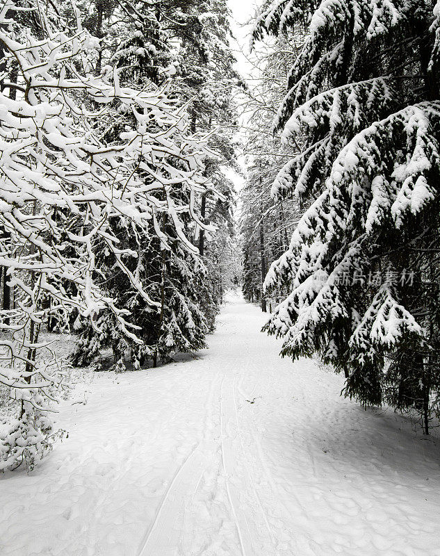 神奇的雪覆盖了树木。美丽的冬天的风景