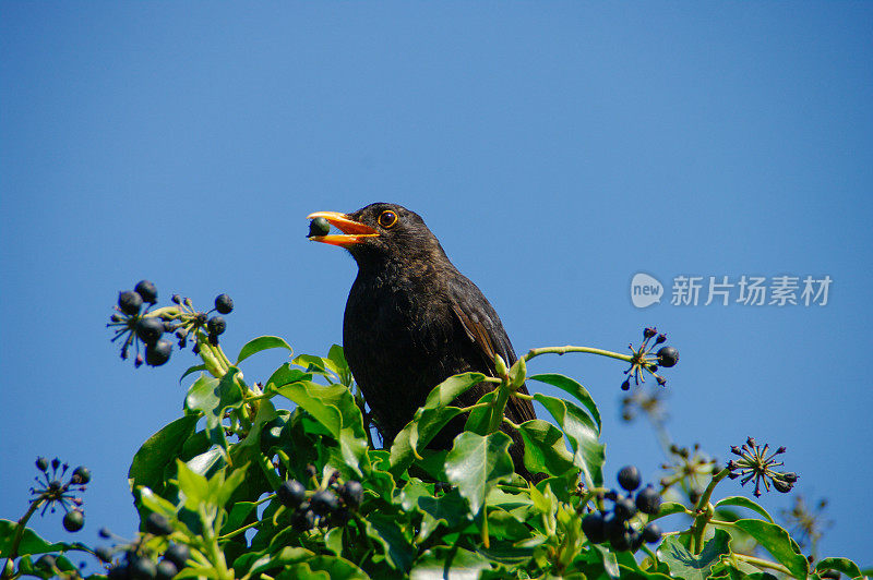 黑鸟和浆果