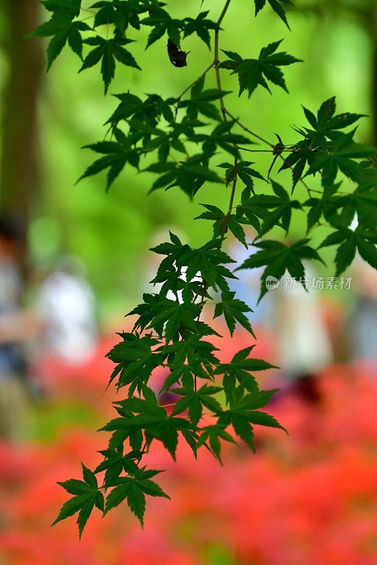 枫叶和蜘蛛百合花，日本日高市