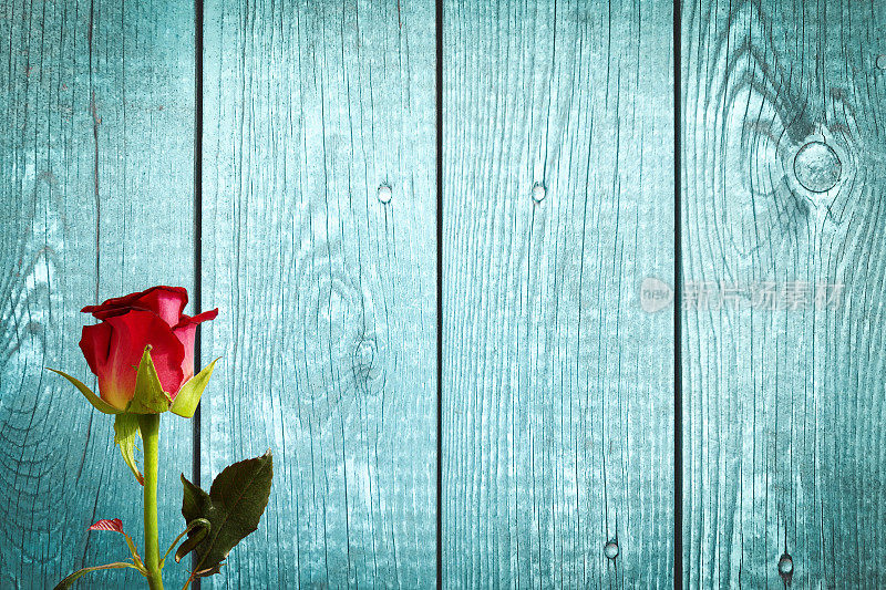 红玫瑰映衬着绿松石木制的背景
