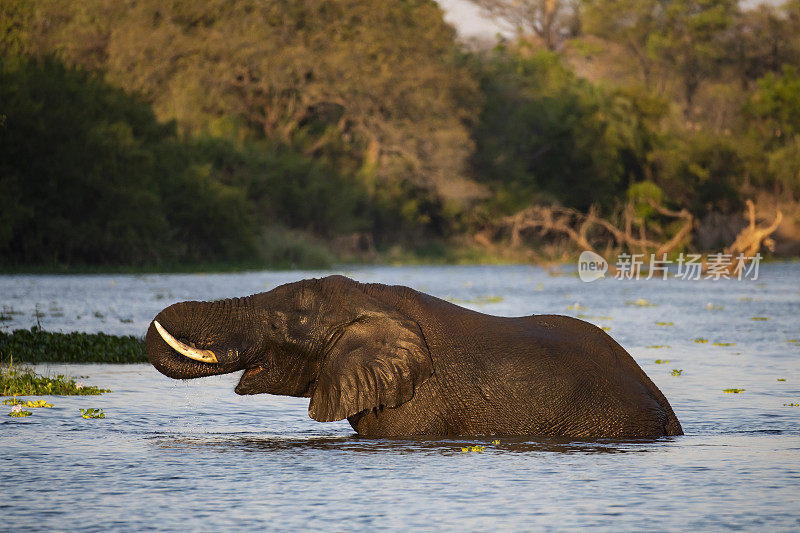 非洲象正在穿过津巴布韦的赞比西河