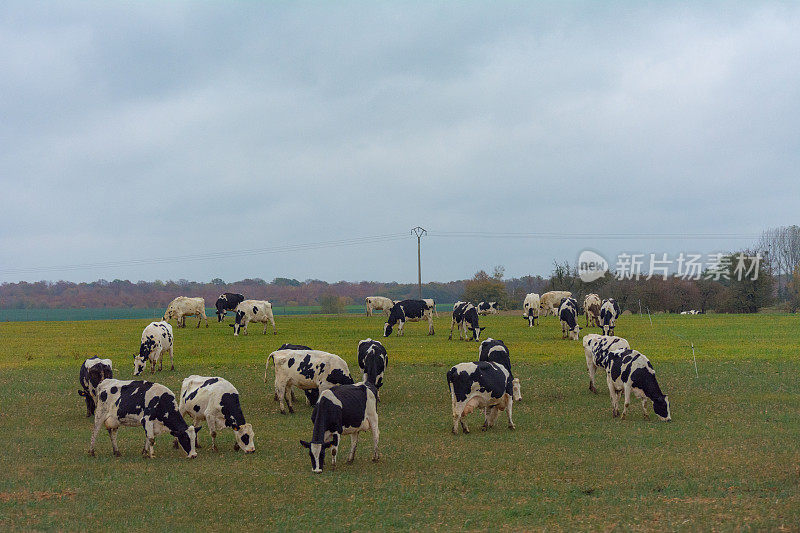 奶牛在秋天仍在吃草