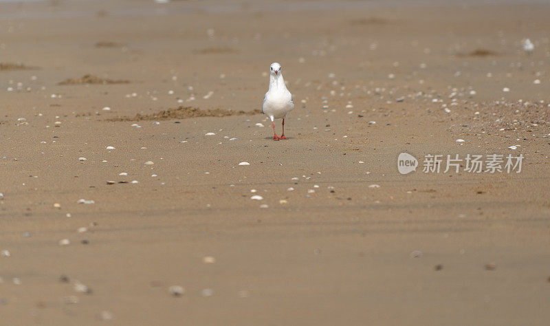 小海鸥在海滩上散步