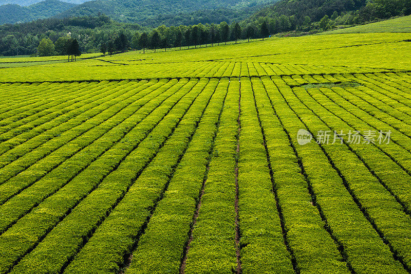 景观绿茶田Vd737