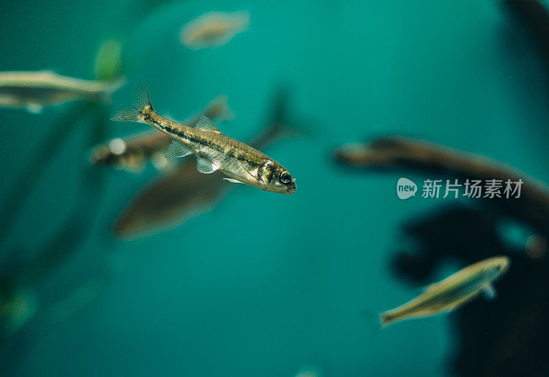 鱼在水族馆