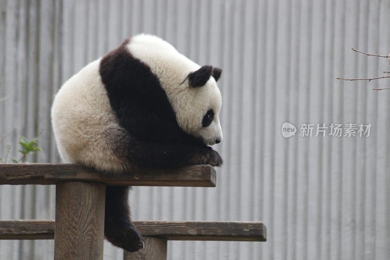 中国成都，操场上有趣的小熊猫
