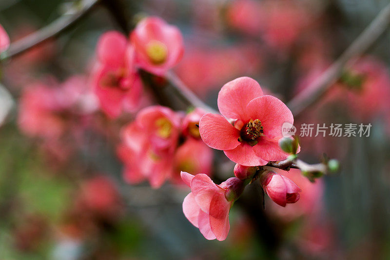 春天的花朵