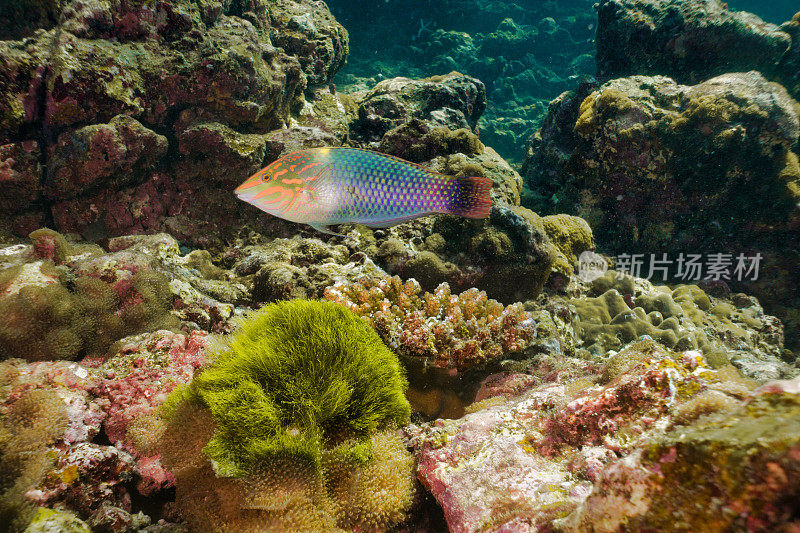 在珊瑚礁上的绿藻上游泳的水下棋盘濑鱼