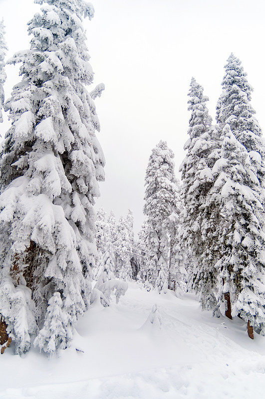 Parth在Ilgaz山滑雪胜地