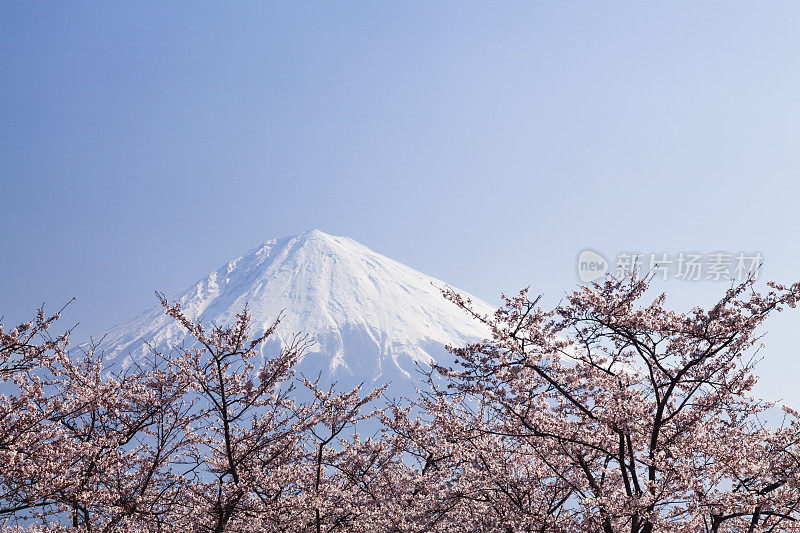 富士山穿过粉红色的樱花树