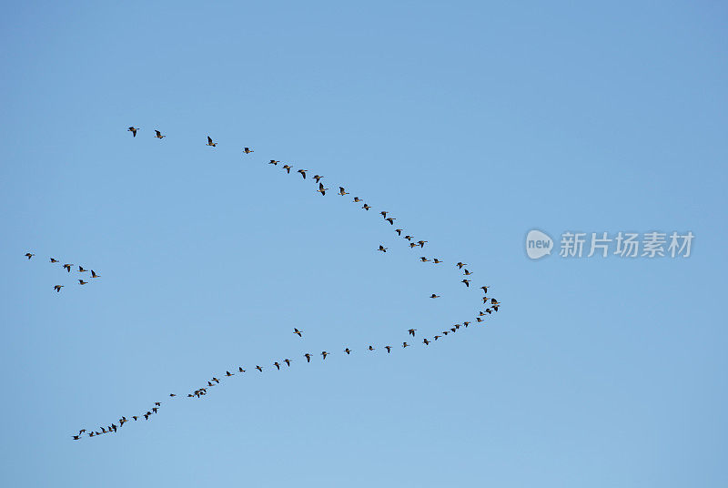 冬季飞翔的加拿大鹅群