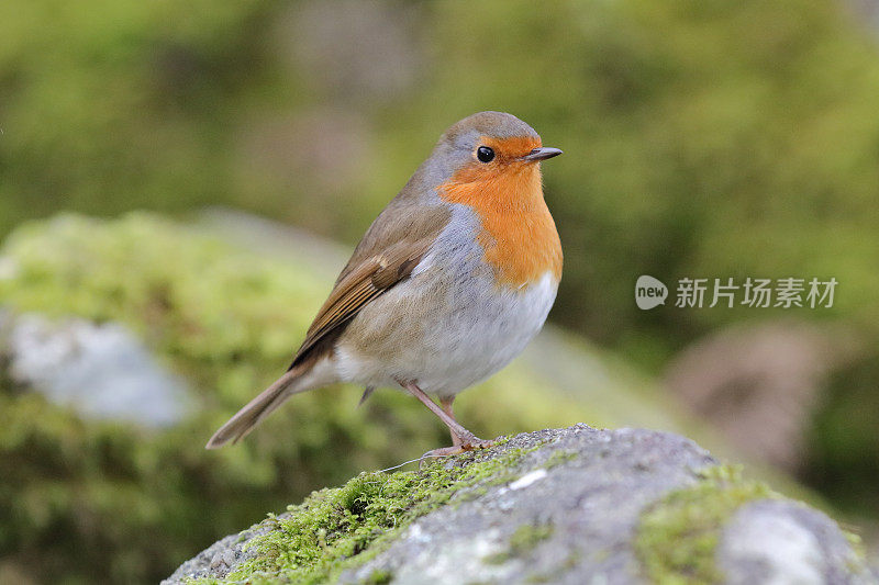 欧洲罗宾(红心rubecula)