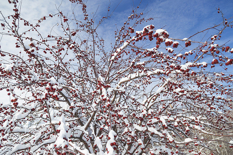 有红浆果和雪的山楂树