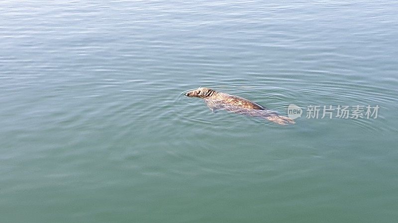 港海豹