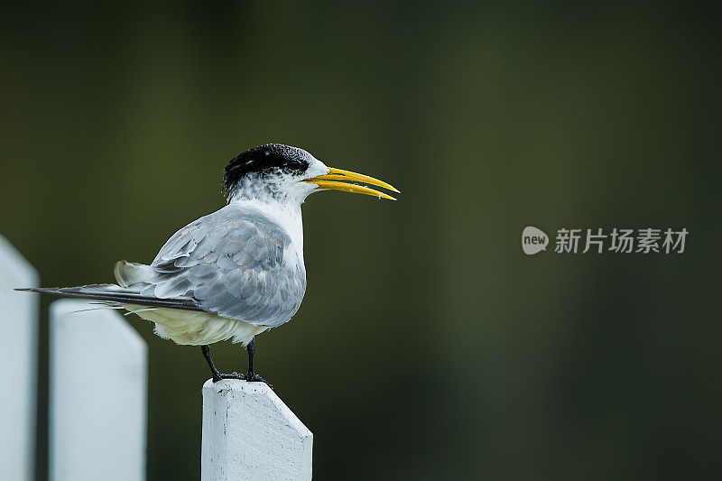 凤头燕鸥