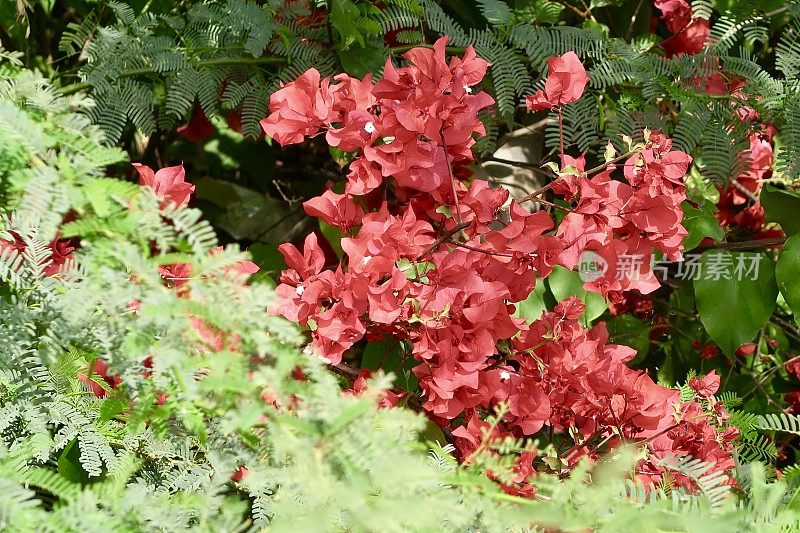 热带红色九重葛花苞片近距离生长在花园公园，夏季攀缘观赏开花九重葛藤与红色的花，印度盆栽植物照片