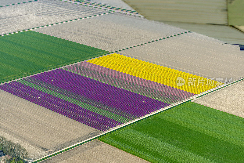 荷兰春季郁金香花海的鸟瞰图