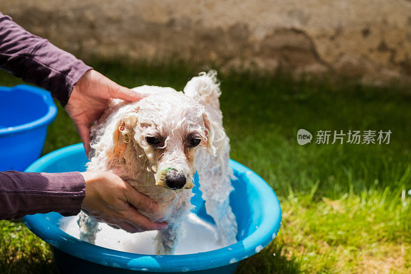 比雄犬洗澡的时间到了