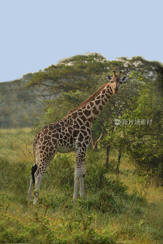 罗斯柴尔德长颈鹿湖Mburo国家公园