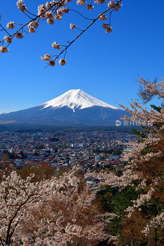 富士山和樱花:从荒山森根公园，富士吉田