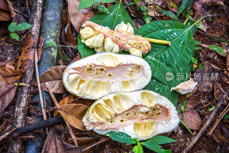 马来西亚:Jackfruit