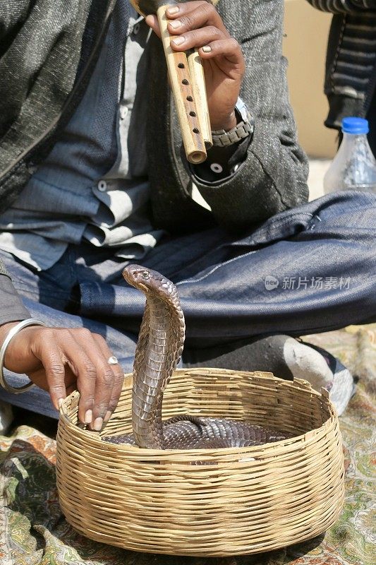 这是印度传统的耍蛇人用木笛吹着有毒的亚洲眼镜蛇，眼镜蛇在篮子里跳舞