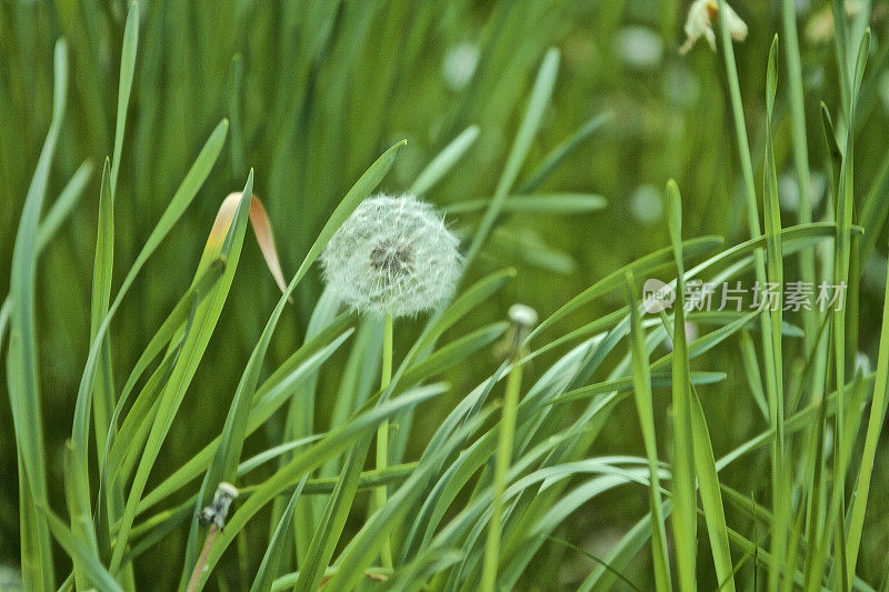 开花的蒲公英