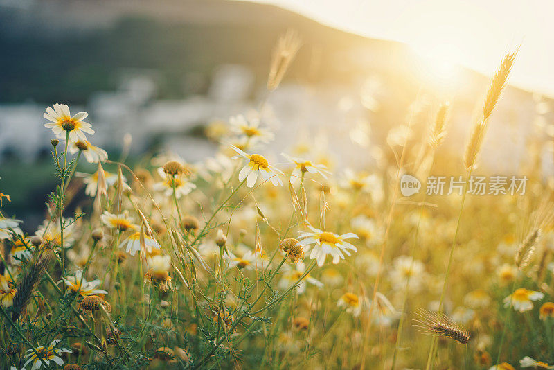 夕阳下的雏菊花