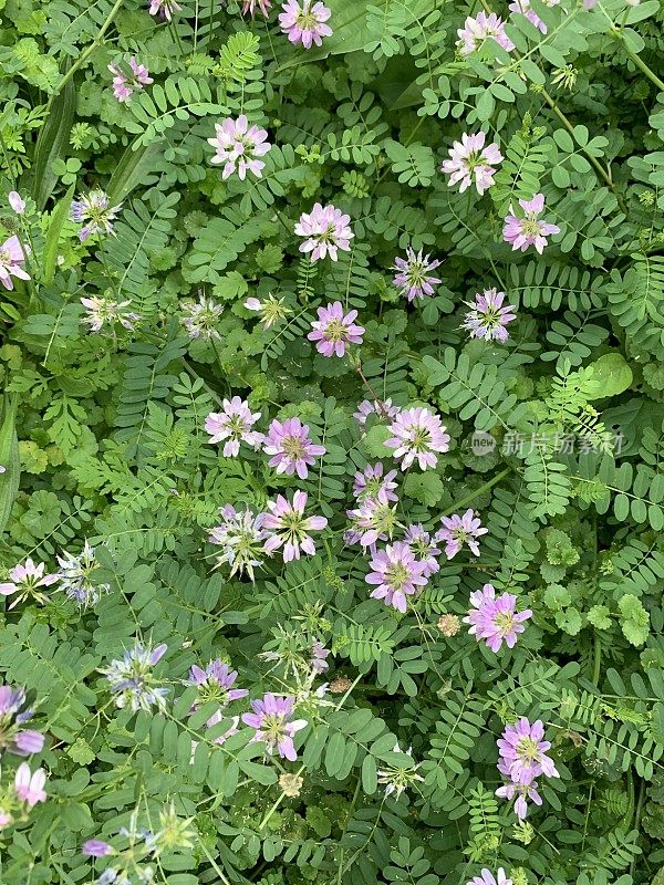 冠叶黄芪是一种低矮的藤本植物