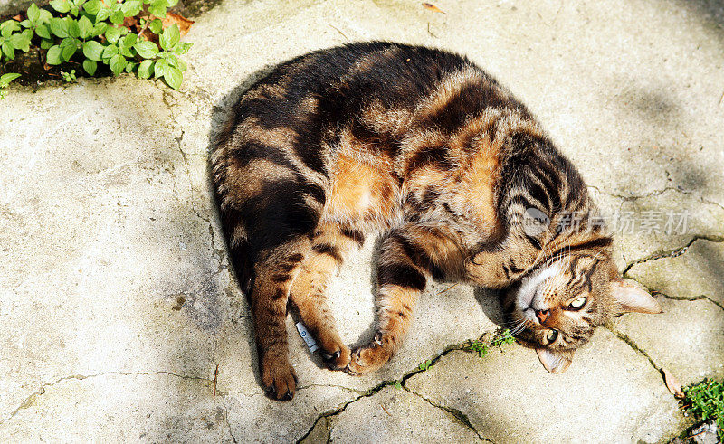 虎斑流浪猫躺着