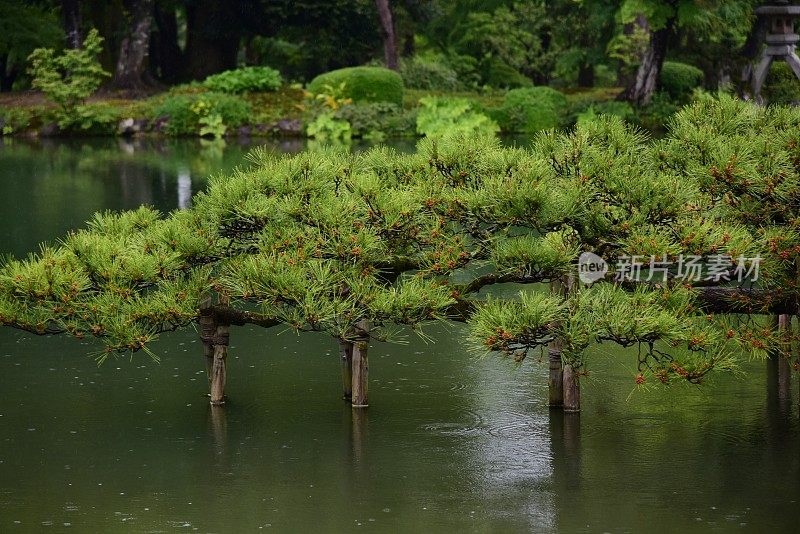 花园在金泽