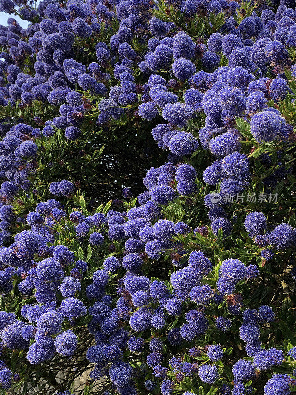 英国假山花园的形象，蓝色的海葵花(蓝色的蓝宝石)在加利福尼亚的丁香灌木上生长在海边的海滩，耐盐开花常绿灌木，蓝色的海葵适合严酷的条件和充分的阳光盛开的春天