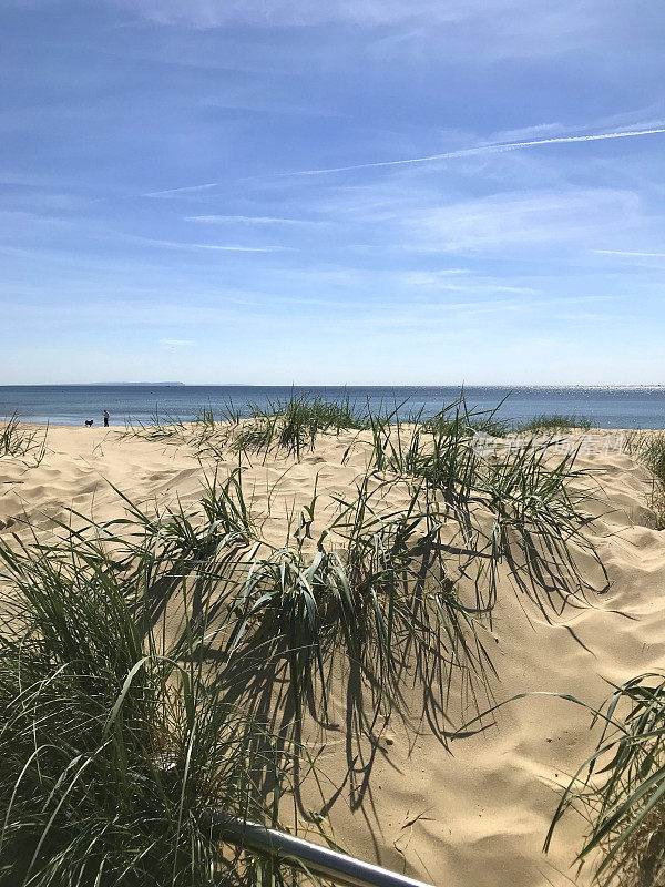 金色沙丘的天然海滩草和夏日蔚蓝的海景，一丛丛银色的马兰沙丘草(冬青草)生长在沙滩上，野生动物海滨有清澈的蓝天没有云