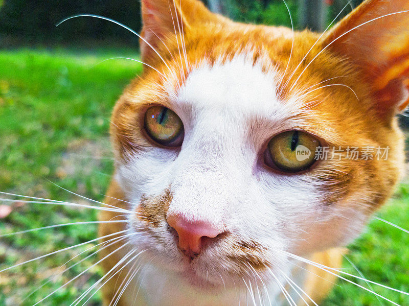 一个极端的特写镜头警惕的姜猫在一个花园